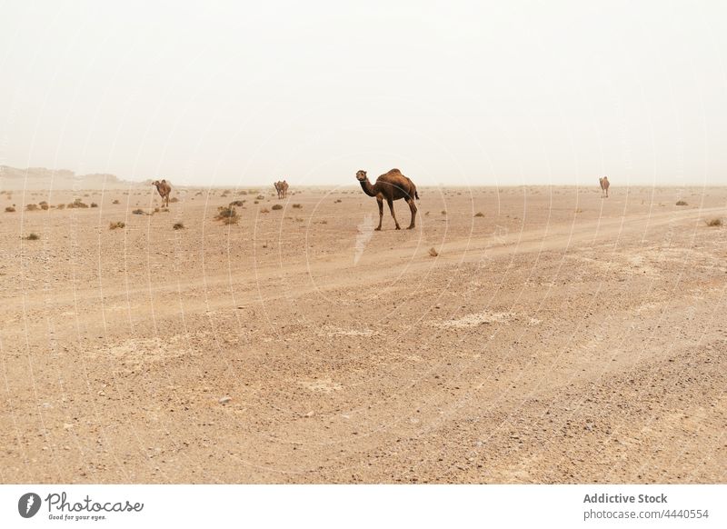 Camels walking in Sahara desert in daylight camel animal livestock fauna domesticated mammal ungulate sky even toed together camel caravan sahara nature