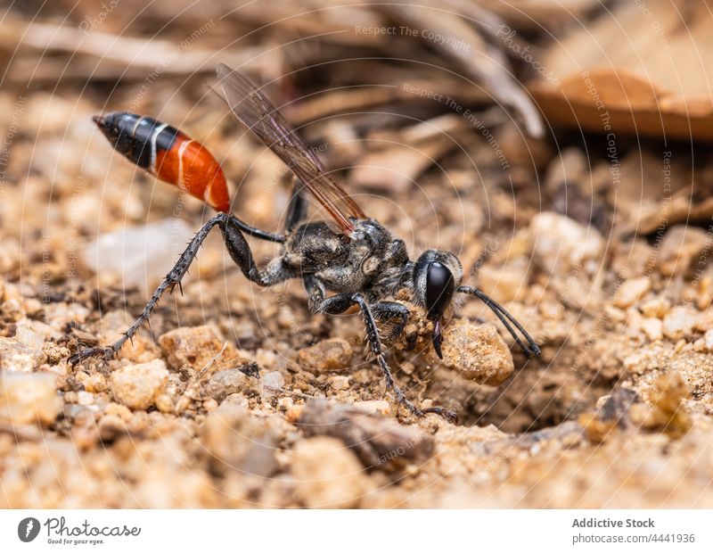 Prionyx kirbii is a genus of wasps in the family Sphecidae, digging a hole to bury their larvae prionyx sphecidae wild wildlife behavior Hymenoptera