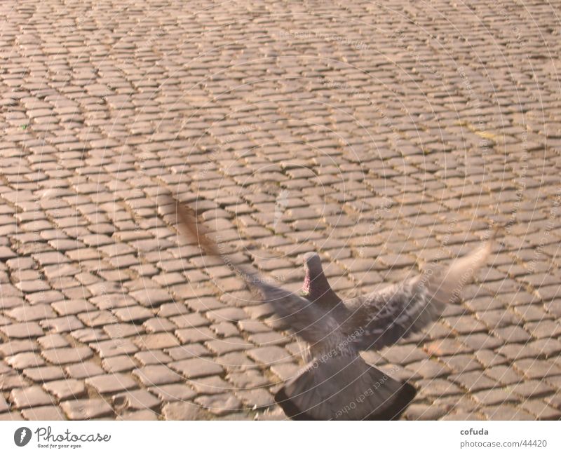 dove Cobblestones Town Pigeon Bird Transport Street Movement cobblestone