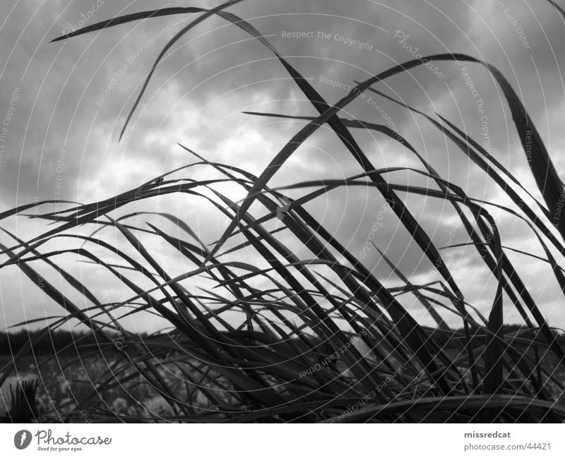 stormy field Gale Field Meadow Grass Clouds Gray Storm Plain Passion Black & white photo Nature Landscape Plant