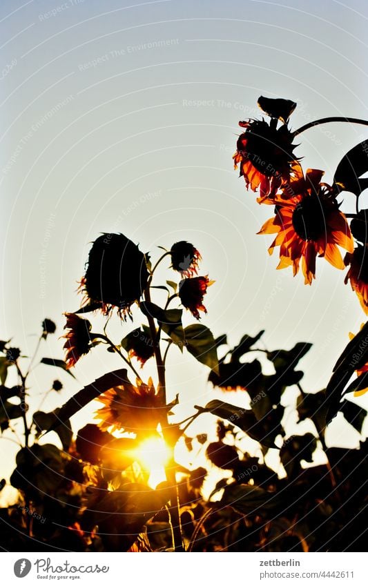Sunflowers in front of evening sun Evening Branch Tree Dark Twilight Relaxation holidays Garden Sky allotment Garden allotments Deserted Nature Plant