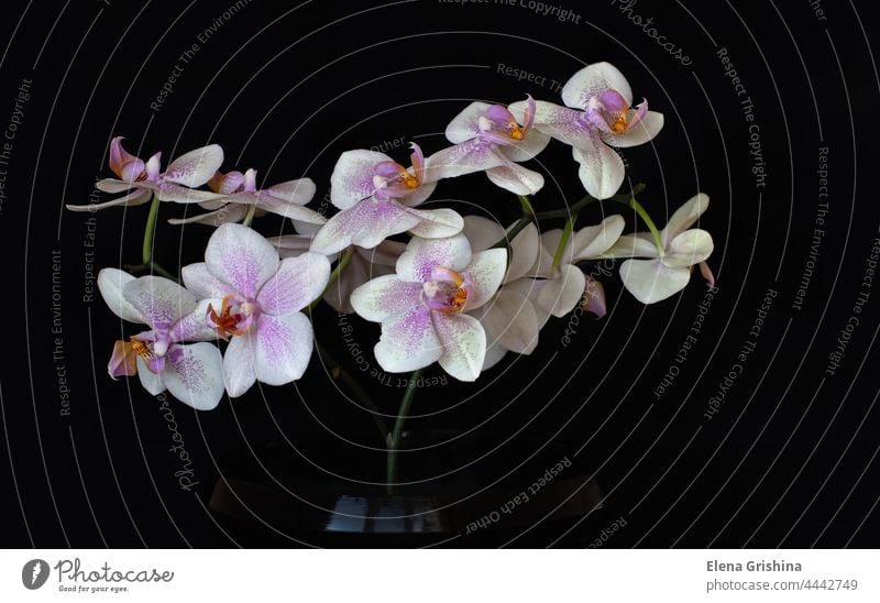 Branch of orchid flowers on dark background in neon light Stock