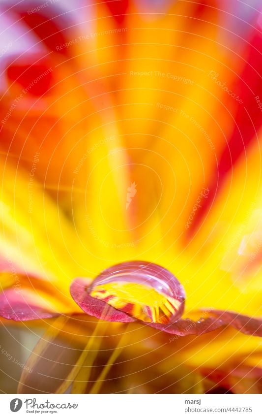 Fireworks of color. Water drops on chrysanthemum. luminescent Gaudy Esthetic Drop Elegant Fresh Harmonious Purity Hope Glittering Blossoming Orange pretty Plant