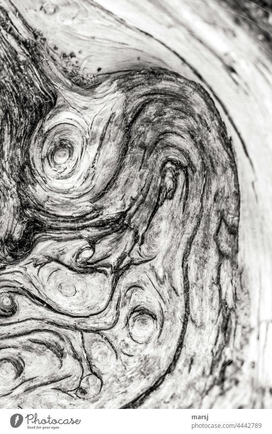 Gnarled piece of wood. Old and weathered. Wood Nature Authentic Uniqueness naturally Contrast Structures and shapes Abstract Pattern Weathered Patina Headstrong