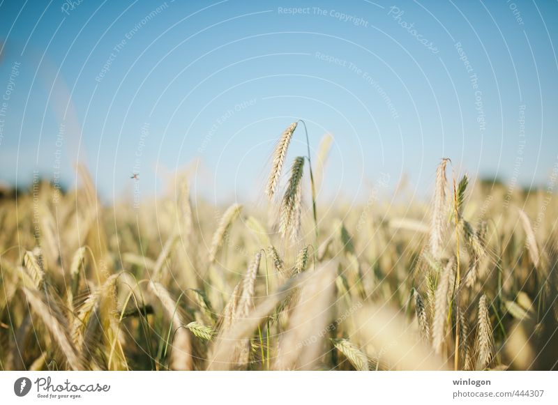 wheat Food Grain Bread Trip Freedom Summer Summer vacation Sun Farmer Field Working in the fields Harvest Agriculture Forestry Environment Nature Landscape