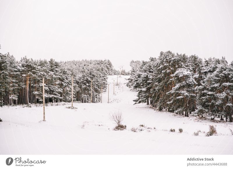 Electricity poles among snowy trees in winter forest electric post power environment flora nature cold cloudy coniferous row wood energy line frozen wire frost