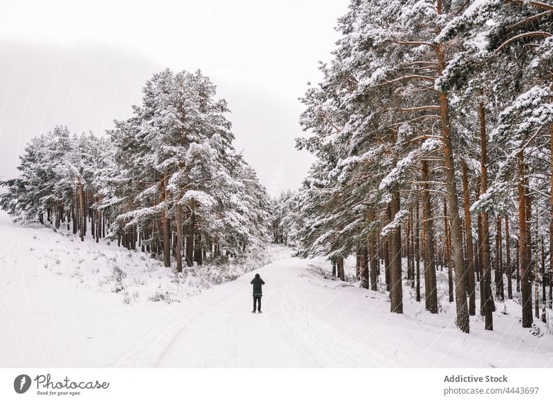 Person standing on snowy footpath between trees in woods person forest nature environment wildlife winter mobile phone photographer coniferous cold woodland fir