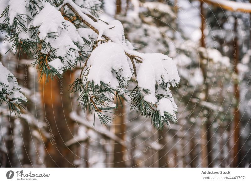 Coniferous trees covered with snow in winter forest evergreen flora nature environment wildlife cold branch coniferous plant woods vegetate grow fir woodland