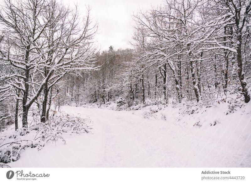 Empty road in snowy forest in wintertime cold empty nature weather season roadway scenery environment frozen frost tree landscape picturesque woods route