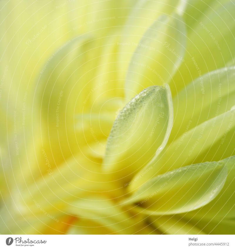 set with pearls | close-up of a yellow dahlia blossom, petals are set with dew drops Flower Blossom Blossom leave Drop Trickle water pearls in the morning