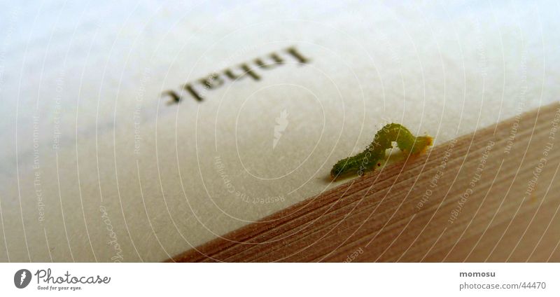 bookworm Reading Book Worm Contents Leisure and hobbies Reader Caterpillar Detail