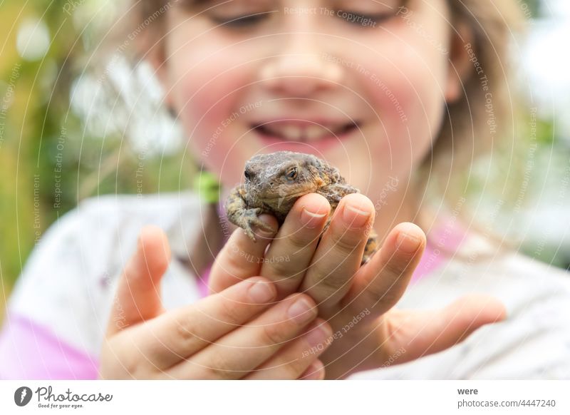 A little girl is happy about a toad in his hand Cheerful animal caucasian child concentrated curious earth toad fingers human human child little fingers