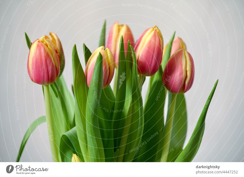 Tulips bouquet tulips Flower Blossom Interior shot Colour photo Decoration Bouquet floral Beige Green Violet Limp in the aftermath of interior inboard withered