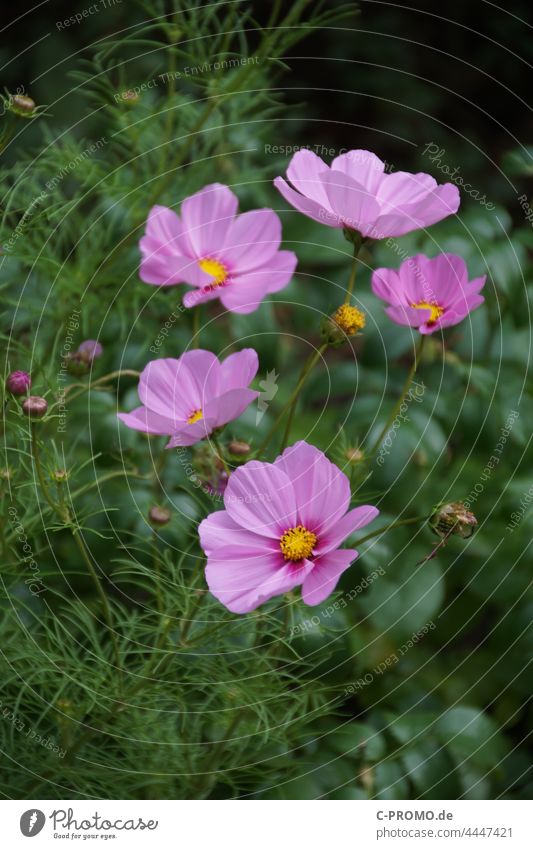 Cosmea, also called jewel basket Cosmos flowers Garden Green pink Pink-leaved decorative flower cosmetics
