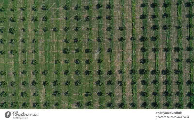 Aerial drone top view of rows of the green fruit trees plantation. Cultivated field landscape europe spain landscapes beautiful lines mosaic pattern natural