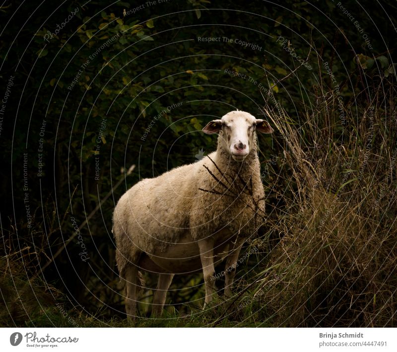 A bright handsome sheep in nature against dark background lamb cute shepherd grass grazing countryside buzzer face green field herding ranching meat closeup