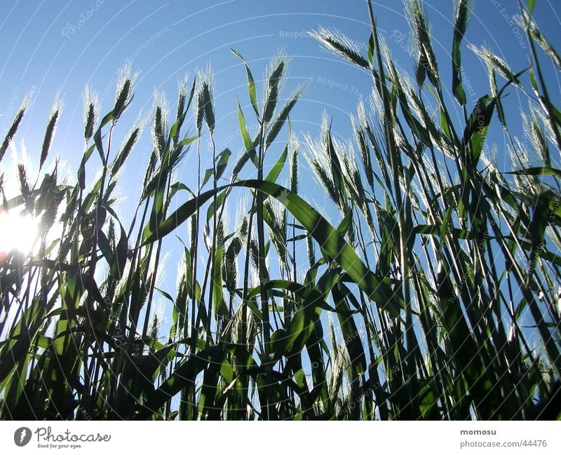 cereal shine Ear of corn Field Agriculture Grain Sky