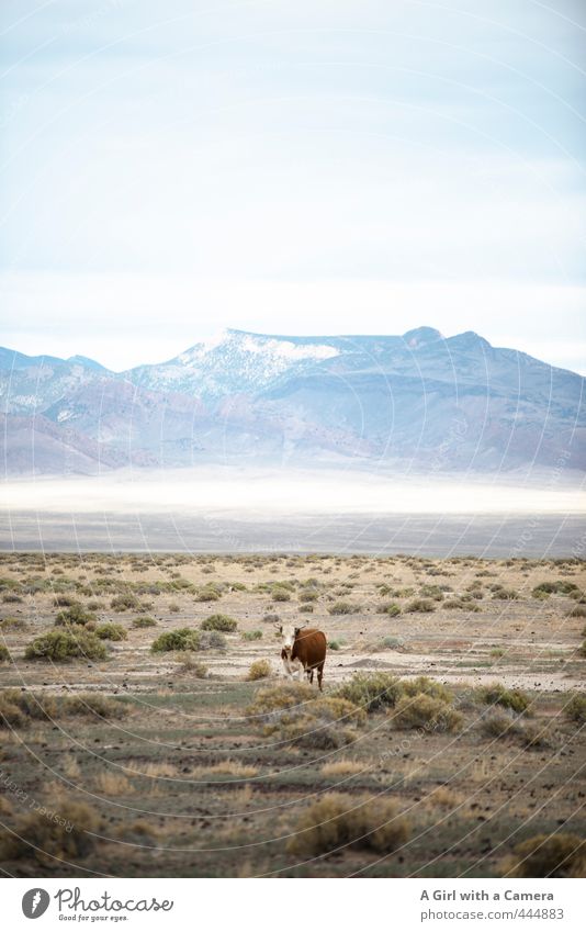 zee cow part two Environment Nature Landscape Summer Beautiful weather Mountain Animal Farm animal Cow Free Wild Nevada Loneliness open range Far-off places
