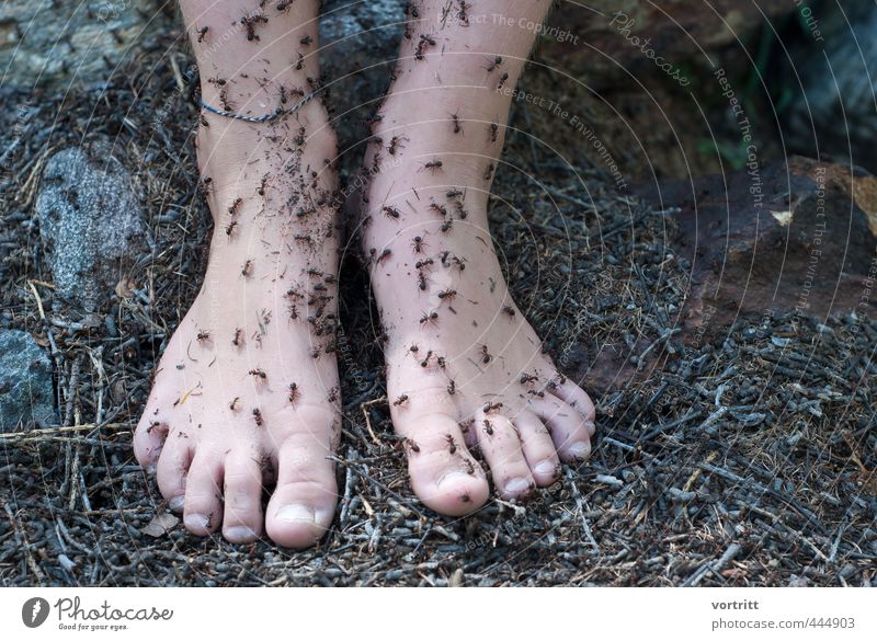 test of courage Feet 1 Human being Nature Brown Bravery Love of animals Dedication Pain Fear Horror Fear of death Dream Fairy Woodground Ant Medical treatment