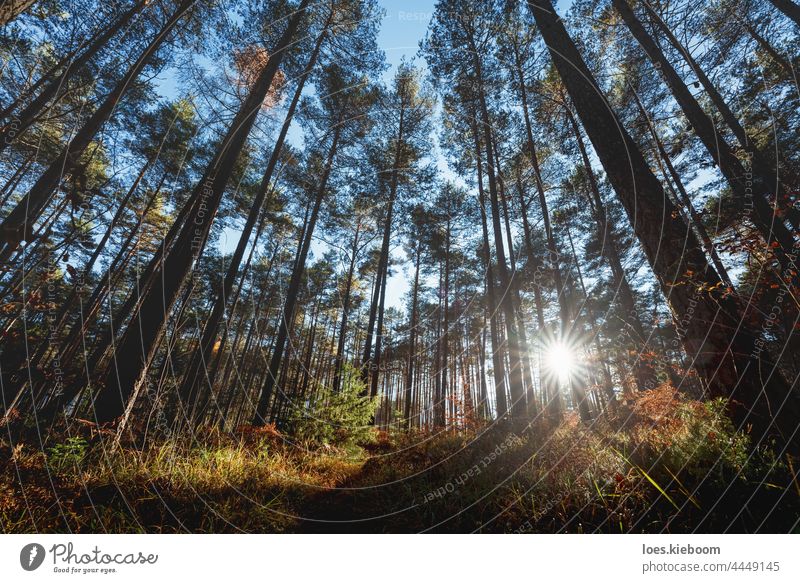 Last sun shining trough the pine forest during autumn, Tirol, Austria mountain tree alps fall tirol nature landscape sun star woods outdoor season environment