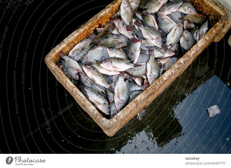 Box full of fresh nile tilapia are on sale in the market fish food seafood freshness fishing ingredient raw animal healthy fin background closeup ice water cold