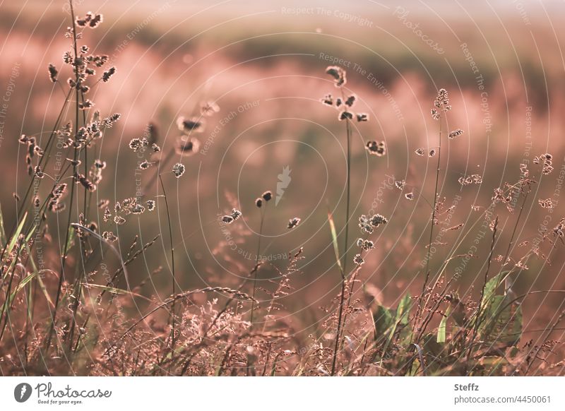 Summer meadow | grasses endure golden brown heat | glow fills the light Summer grass summer meadow Grass ardor summer heat Summer warmth Meadow blazing tawny