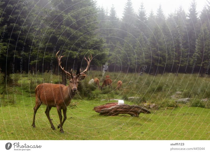 deer Tourism Trip Hiking Rain Forest Wild animal Deer Observe Going Looking Red deer Colour photo Exterior shot Day Animal portrait