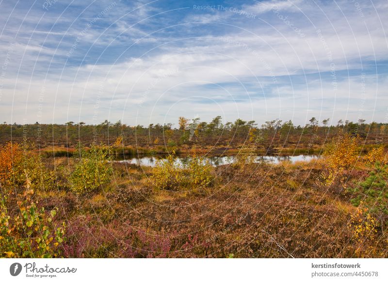 moorland Bog Moor lake Deserted Nature Exterior shot Environment Water Landscape Colour photo Marsh Tree Plant Pond Reflection Day Sky Calm naturally Grass