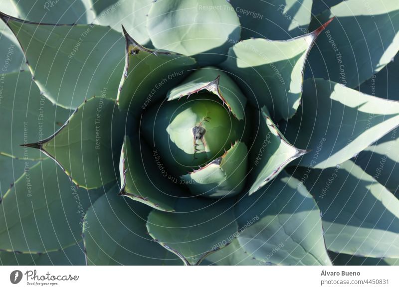 Exemplary plant of the species, Agave parryi, or mescal agave, with thick leaves, with spikes and thorns in a botanical garden, Madrid, Spain Parry's agave