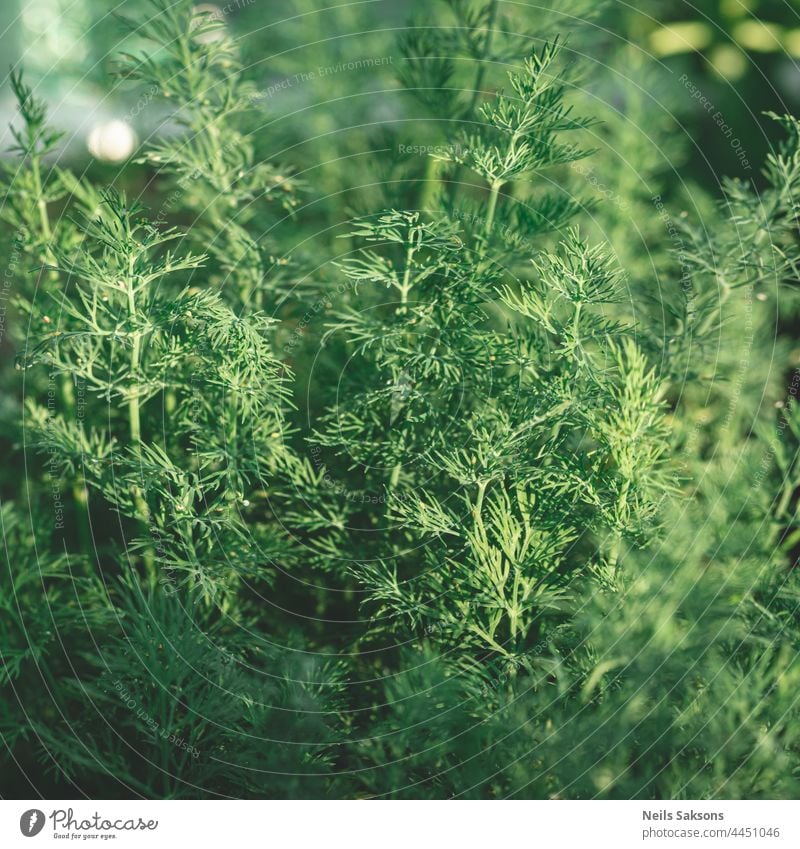 dill forest, vegan friendly. agricultural agriculture agro agronomy aromatic background blossom dill flower dill isolated dill parsley earth edible evergreen