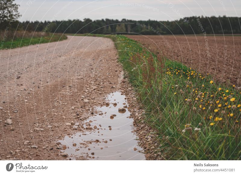 puddle on gravel road, pathway in Latvia countryside leads forward, bending road, yellow flowers on side, agricultural field and forest in distance tracks