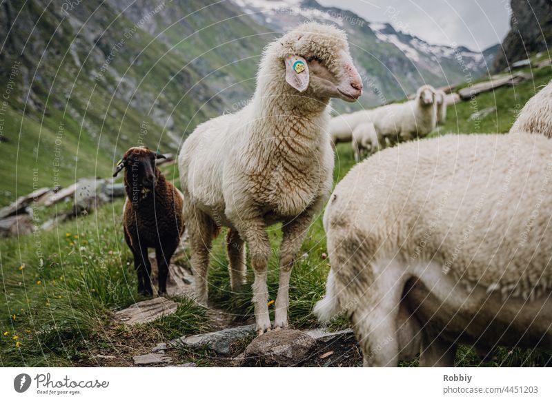 Sheep in the Umbaltal in East Tyrol Alps Eastern Tyrol Hiking Peak vacation mountain Austria hike outlook vantage point Horizon panorama Vacation & Travel