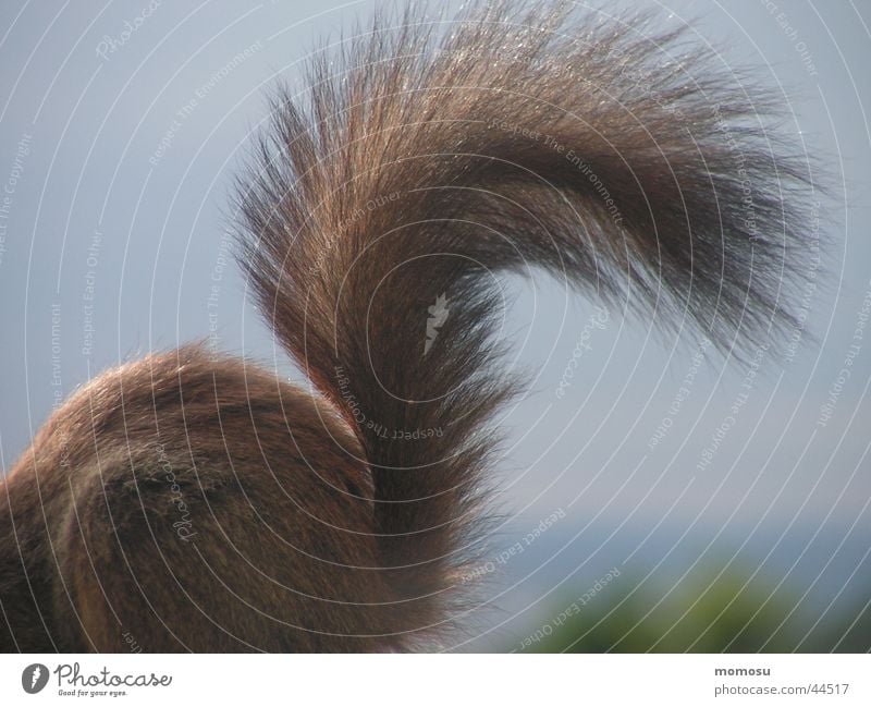 tail high Squirrel Tails Pelt