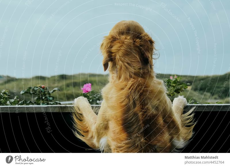 Golden Retriever looking from the balcony Dog Pelt outlook Animal Pet Colour photo Animal portrait Exterior shot Nature Day Deserted Love of animals Brown