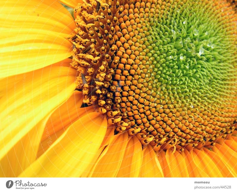 interior life Sunflower Flower Blossom Yellow Seed Middle Circle