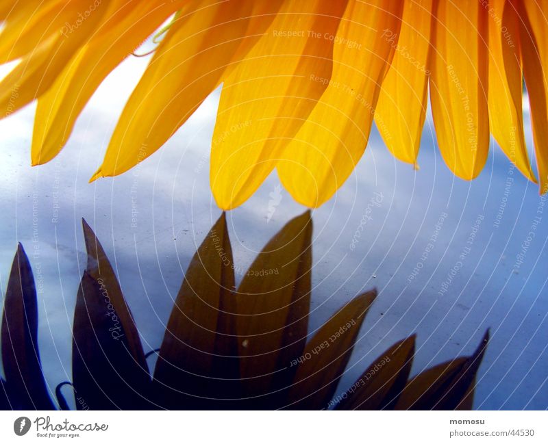 tenderness Sunflower Leaf Light Yellow Car roof Detail Macro (Extreme close-up) Blue Sky