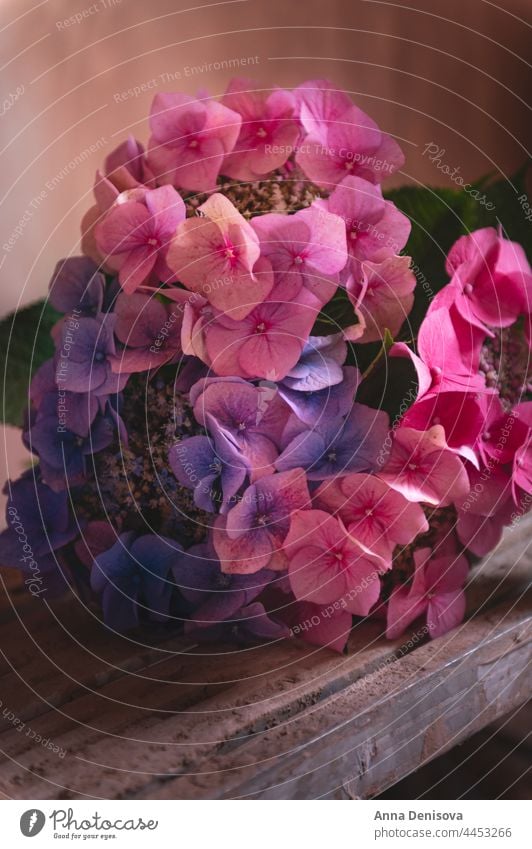 Bunch of colorful hydrangeas flower floral leaf blossom pink in room decoration mood dark fresh natural blue blooming purple garden petal flowers design