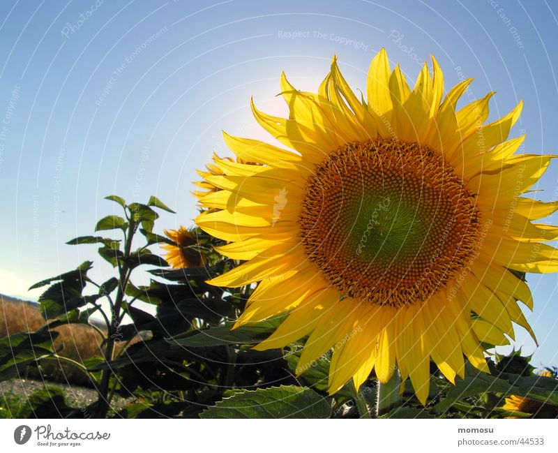 against the sun Sunflower Blossom Flower Field Sky