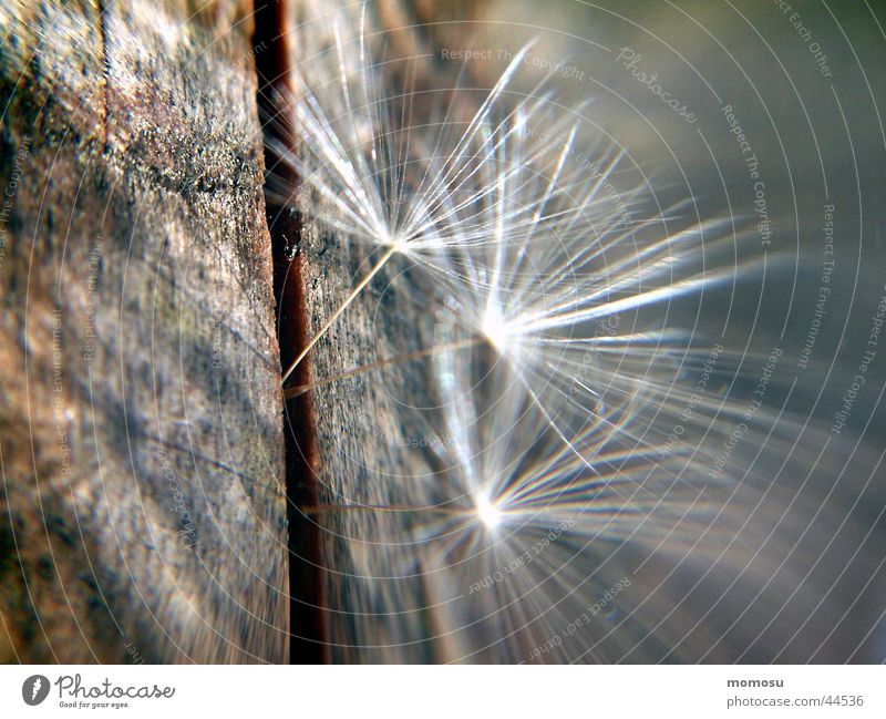 flighty Dandelion Light Wood Delicate Propagation Seed Shadow