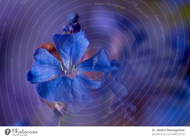 flowers of the high perennial phlox, Phlox paniculata, ornamental plant from North America Large perennial phlox flame flower shrub Blossom Blue blurriness