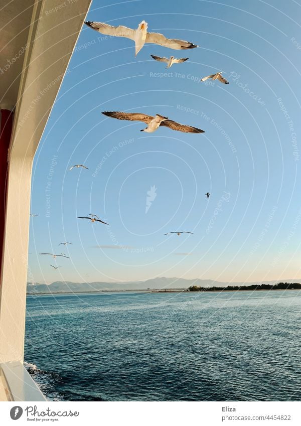 Seagulls fly over the sea Ocean Flying birds Sky Bird Freedom Hotizont Ship railing ship Blue