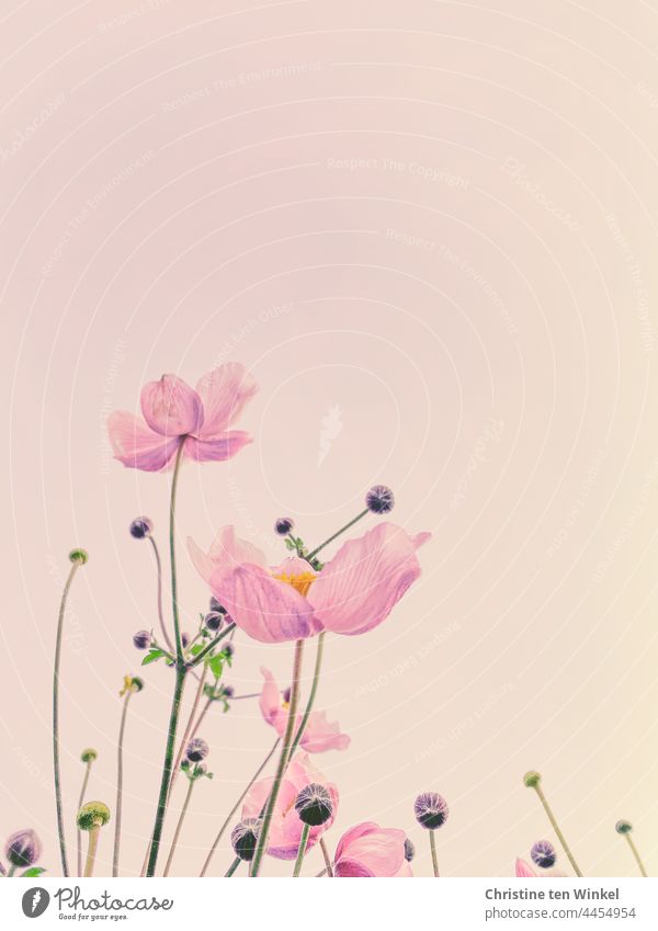 The pink flowers of the autumn anemone look painted against the pale pink background Chinese Anemone Anemone hupehensis Autumn Anemone blurriness Blossoming