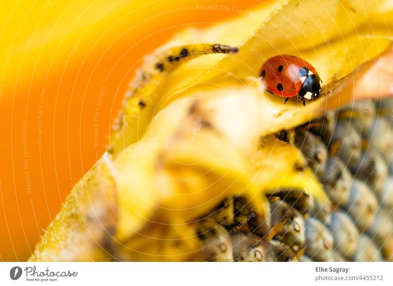 Ladybird seeks winter quarters ... Beetle Insect Macro (Extreme close-up) Nature Animal Red Close-up Autumn Crawl Sunflower Plant Shallow depth of field