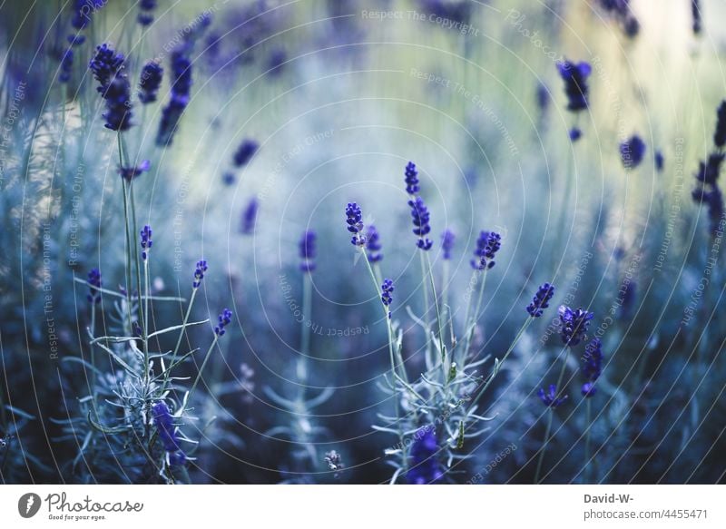 Lavender scent Lavender field lavender scent Fragrance purple flowers Summery Violet lavender flowers