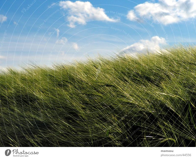 wheat wind Wheat Field Clouds Green Sky Grain Blue