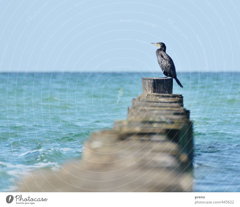 Cormorant - Darß Environment Nature Landscape Animal Summer Beautiful weather Coast Baltic Sea Ocean Blue Brown Break water Perspective Colour photo