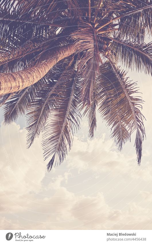 Coconut palm tree against the sky, color toning applied. nature retro tropical summer travel vacation filtered sunset holiday scene exotic island relax vintage