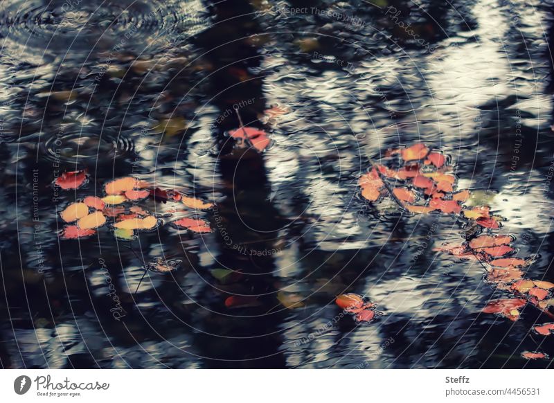 November puddle Puddle puddle picture puddle photo autumn leaves November blues haiku Light reflection November mood Transience Autumnal Autumn leaves