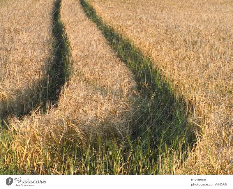 ...leave traces Field Tracks Summer Bend Grain Lanes & trails Line Harvest Curve