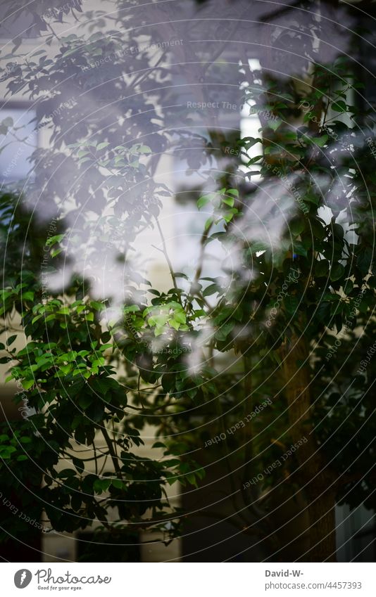 Plant behind a pane of glass - reflection and reflection Tree Pane Environment posthumous Reflection Window pane Nature Green